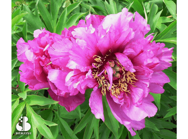 Paeonia   'Morning Lilac'